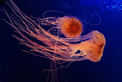 水母宮裏面有什麼：深宮秘境與海洋生物探秘